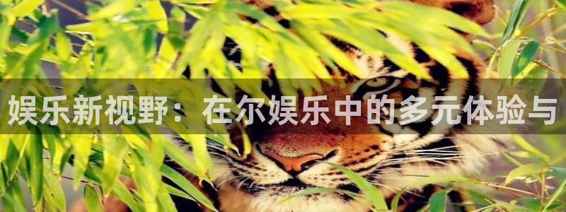福建永盈：娱乐新视野：在尔娱乐中的多元体验与
